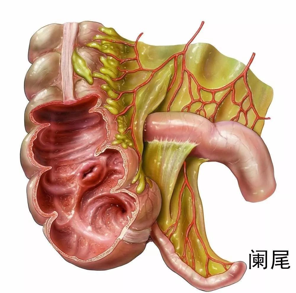 知否阑尾智齿男性乳头这些无用部位为何要存在