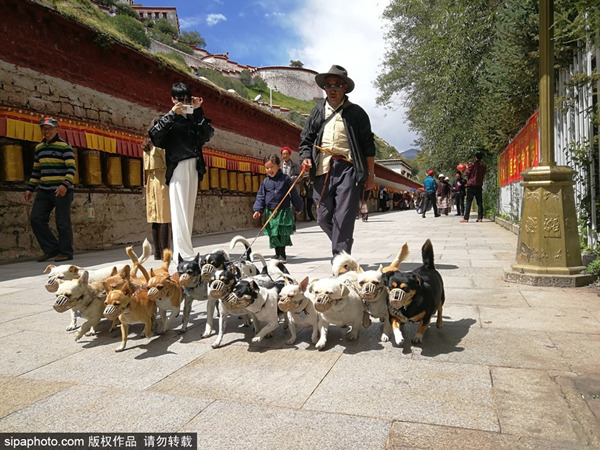 冬游西藏,布达拉宫持续5个月免费参观