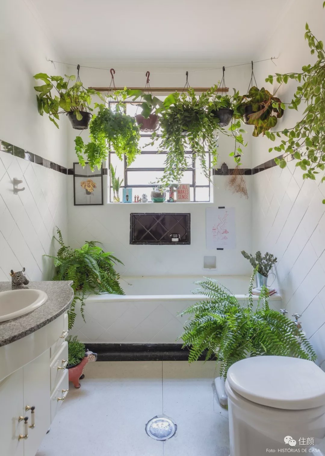 卫生间没养几棵植物你也好意思说自己家美?