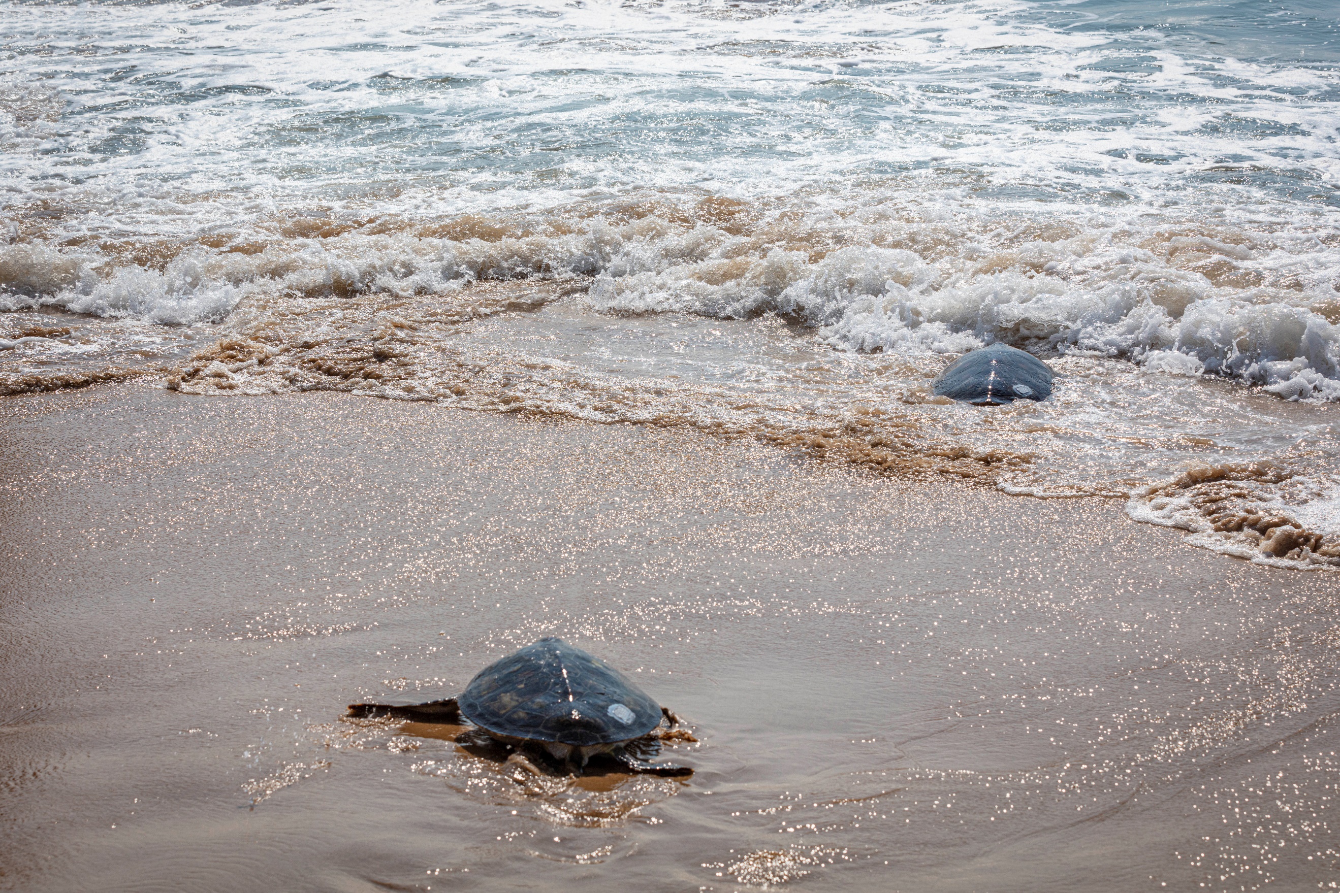 赠予海洋爱的回礼 三亚·亚特兰蒂斯举办“海龟回家计划”活动