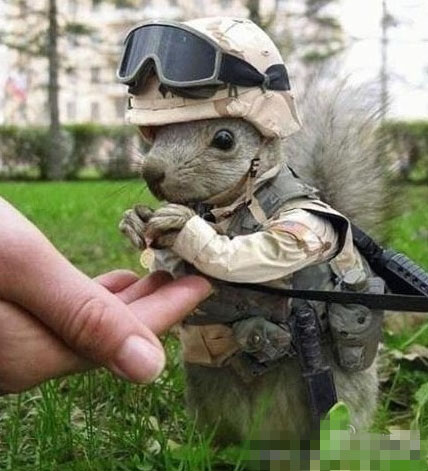 [超萌]空军松鼠，好像还被授予了一枚勋章