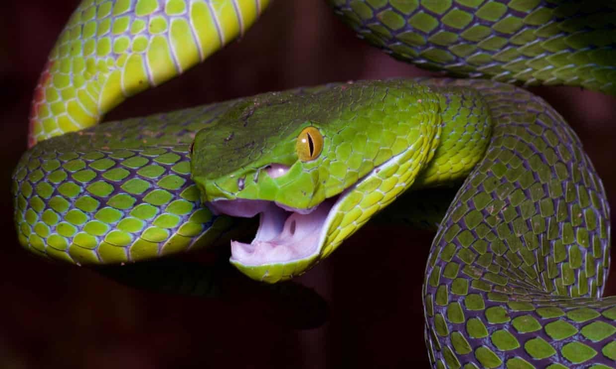 (原标题:scientists pursue universal snakebite cure