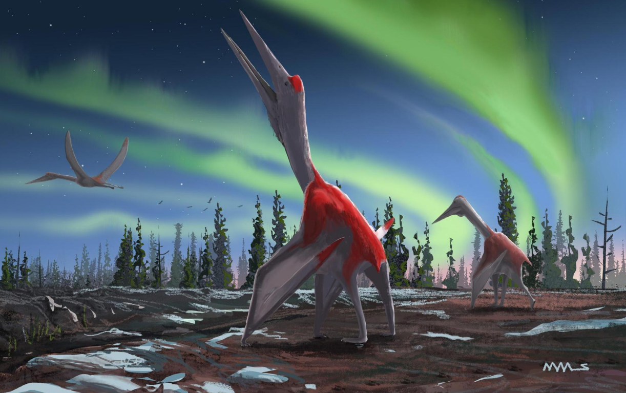 163)作者 | 小小(原标题:new canadian frozen dragon pterosaur
